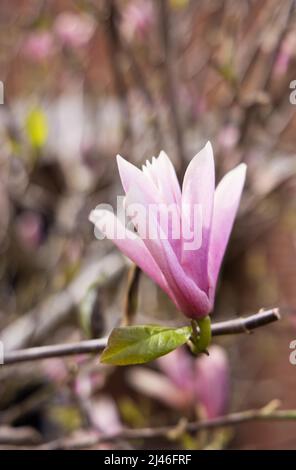 Fleur de Magnolia 'susan'. Gros plan d'un arbre Magnolia 'susan' fleurit au printemps, Worcestershire, Royaume-Uni Banque D'Images