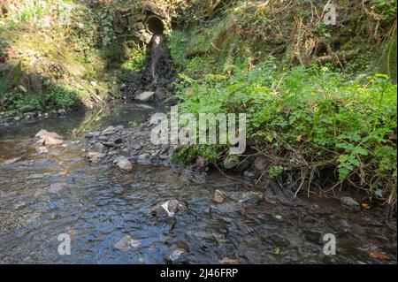 Pollution due à la conduite d'évacuation des eaux usées non traitées dans un affluent de la Gwendraeth Fawr, Trimsaran, Carmarthenshire, pays de Galles, Royaume-Uni. Lit d'eau est Banque D'Images