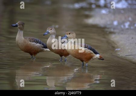 Canard sifflant moins, Dendrocygna javanica également connu sous le nom de canard sifflant indien ou sarcelle sifflant moins Banque D'Images