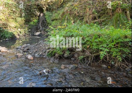 Pollution due à la conduite d'évacuation des eaux usées non traitées dans un affluent de la Gwendraeth Fawr, Trimsaran, Carmarthenshire, pays de Galles, Royaume-Uni. Lit d'eau est Banque D'Images