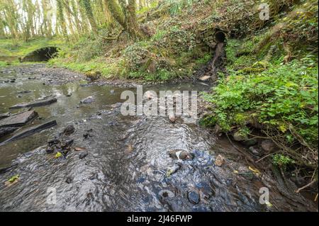 Pollution due à la conduite d'évacuation des eaux usées non traitées dans un affluent de la Gwendraeth Fawr, Trimsaran, Carmarthenshire, pays de Galles, Royaume-Uni. Lit d'eau est Banque D'Images