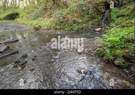 Pollution due à la conduite d'évacuation des eaux usées non traitées dans un affluent de la Gwendraeth Fawr, Trimsaran, Carmarthenshire, pays de Galles, Royaume-Uni. Lit d'eau est Banque D'Images
