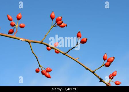 RosehIPS, Rose HIPS ou Rose Hip baies de chien Rose, Rosa canina, alias Rose Haw ou Rose Hep Banque D'Images