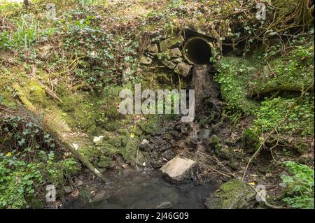 Pollution due à la conduite d'évacuation des eaux usées non traitées dans un affluent de la Gwendraeth Fawr, Trimsaran, Carmarthenshire, pays de Galles, Royaume-Uni. Lit d'eau est Banque D'Images