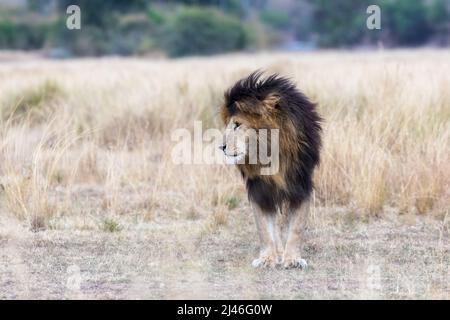 Le magnifique lion appelé cicatrice ou Scarface, qui est un célèbre lion dominant de la Mara Masai, Kenya. Vue de profil de côté. Banque D'Images