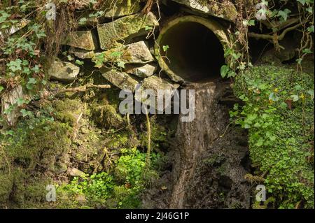 Pollution due à la conduite d'évacuation des eaux usées non traitées dans un affluent de la Gwendraeth Fawr, Trimsaran, Carmarthenshire, pays de Galles, Royaume-Uni. Lit d'eau est Banque D'Images