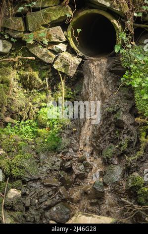 Pollution due à la conduite d'évacuation des eaux usées non traitées dans un affluent de la Gwendraeth Fawr, Trimsaran, Carmarthenshire, pays de Galles, Royaume-Uni. Lit d'eau est Banque D'Images
