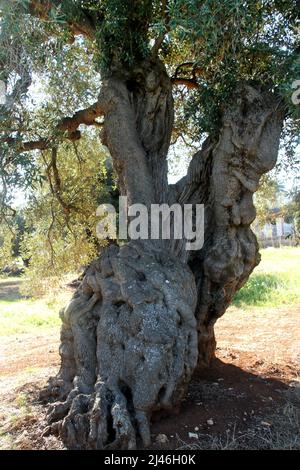 Tronc en forme d'odly d'un vieil olivier à Puglia, Italie Banque D'Images
