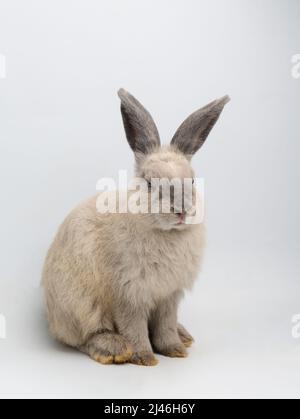 Lapin assis contre fond blanc Banque D'Images