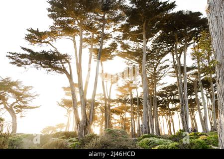 les arbres des terres se terminent à san francisco Banque D'Images