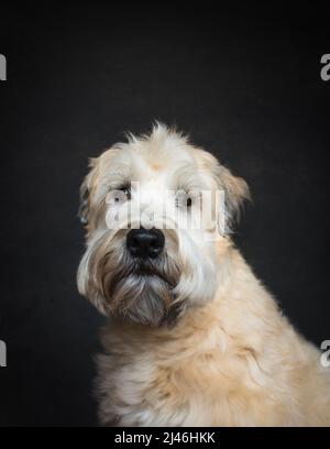 Gros plan d'un chien de terrier de wheaten sur fond noir. Banque D'Images