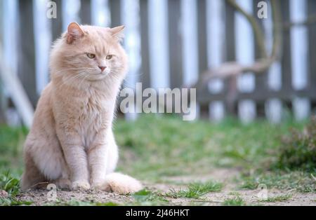 Le chat a pensé et regardé l'herbe. Banque D'Images