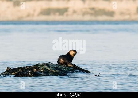 Vue latérale d'une loutre de rivière nord-américaine dans la mer de Salish Banque D'Images