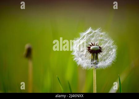 Dandelion fleuri dans un champ vert Banque D'Images
