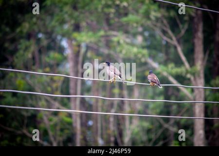 deux oiseaux de myna communs assis sur des câblages électriques dans une station de colline. Attention sélective sur les oiseaux Banque D'Images