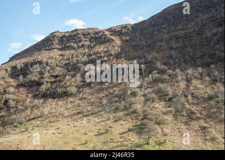 Les bouleaux argentés naturels poussent sur les pentes des falaises de la réserve naturelle nationale Craig Cerrig Gleisiad Banque D'Images