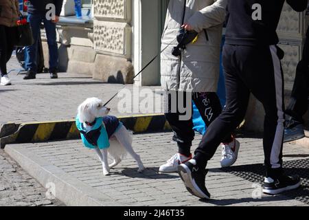 Przemysl, Pologne. 12th avril 2022. Réfugiés et chien réfugié à la gare de Przemysl, Pologne, devant deux ambulances (Ambulanes en polonais), sur l'ancienne rue pavée. (Image de crédit : © Amy Katz/ZUMA Press Wire) Banque D'Images