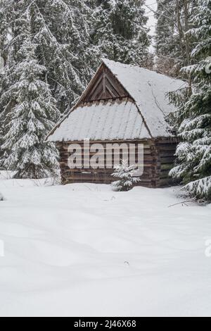 Cabane en bois avec un petit arbre d'épinette dans une forêt d'épinette avec de la neige fraîche profonde Banque D'Images