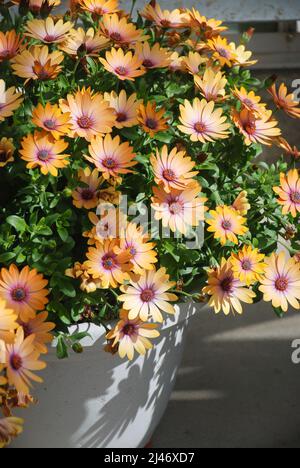 Fleurs d'ostéospermum orange clair ou de dimorphotheca dans le lit à fleurs, fleurs de couleur saumon Banque D'Images