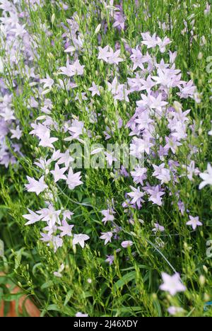 Fleurs de Campanula violet clair. Macro de fleurs Campanula Portenschlagiana en violet clair Banque D'Images