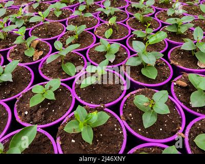 Vue de dessus de beaucoup de pots de fleurs roses avec des pousses de vert vif avec des feuilles. Banque D'Images