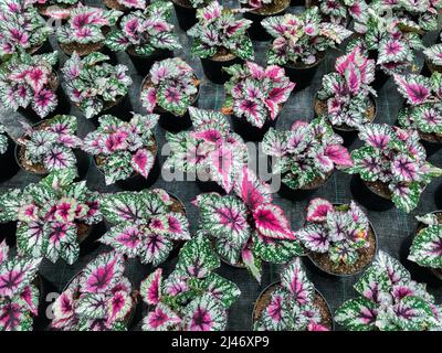 Vue de dessus de nombreuses plantes de begonia avec des feuilles de rose foncé variégées dans un pot de fleurs. Banque D'Images