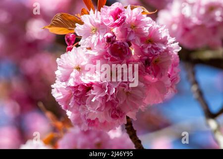 Krefeld - vue sur les cerisiers en fleurs au printemps, Rhénanie-du-Nord Westphalie, Allemagne, 11.04.2022 Banque D'Images