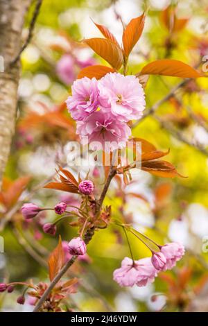 Fleur de cerisier à fleurs roses, Prunus Kanzan, dans le vieux cimetière de Southampton Banque D'Images