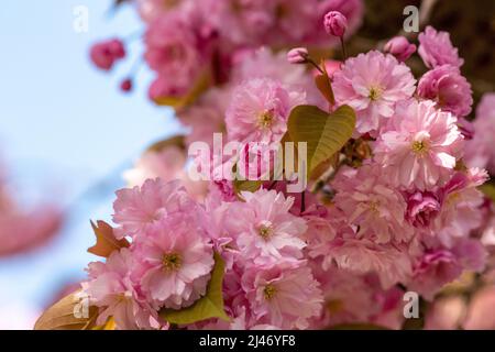 Krefeld - vue sur les cerisiers en fleurs au printemps, Rhénanie-du-Nord Westphalie, Allemagne, 11.04.2022 Banque D'Images