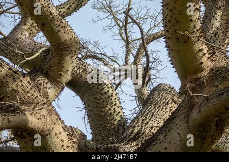 "Arbre jaune de bâton ivre" (Ceiba chodatii) avec des épines sur son tronc et ses branches, dans un parc à Malaga (Espagne) Banque D'Images