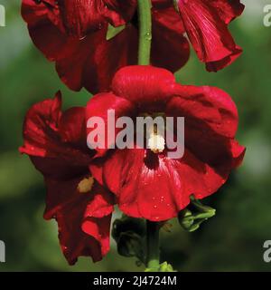 Commun hollyhock alcea rosea, fleur rouge profond têtes, tige verticale et gouttes de pluie, grand détail horizontal ensoleillé macro gros plan Banque D'Images