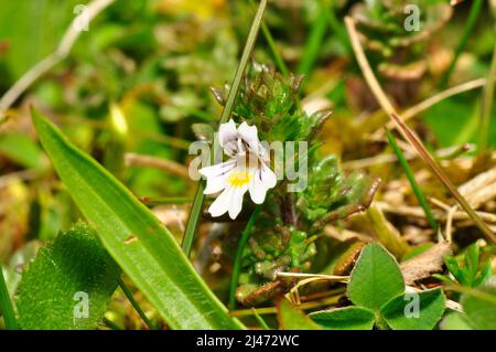 Eyebright, Euphrasia officinalis agg. Plante herbacée à fleurs de la famille des Orobanchaceae qui est semi parasite sur l'herbe et d'autres plantes. Petit Banque D'Images