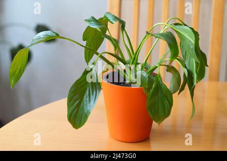 Le nénuphar de la paix (Spathiphyllum) dans un pot Banque D'Images