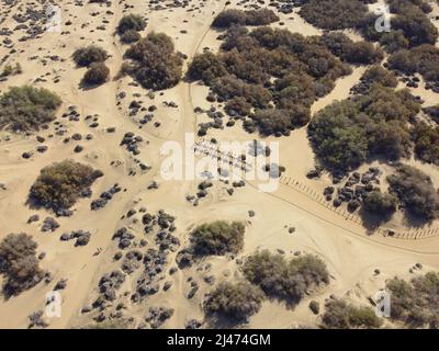 Image de drone aérien d'une ligne de chameaux lors d'un safari sur les dunes de sable du désert à Maspalomas, Grande Canarie, îles Canaries, Espagne. Banque D'Images