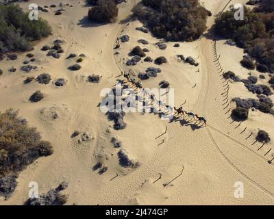 Image de drone aérien d'une ligne de chameaux lors d'un safari sur les dunes de sable du désert à Maspalomas, Grande Canarie, îles Canaries, Espagne. Banque D'Images