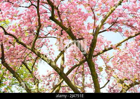 Le printemps est arrivé avec des cerisiers en fleurs sur un cerisier, concept de la nature saisonnière Banque D'Images