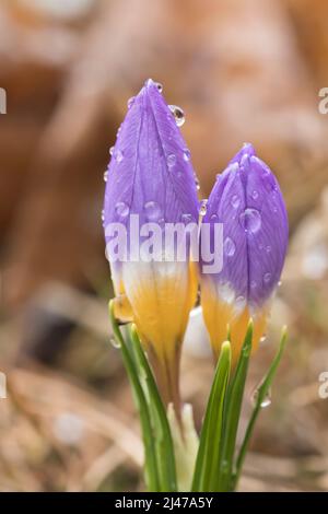 Fleurs de crocus pourpres couvertes de gouttes de pluie après une pluie de printemps. Banque D'Images