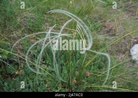 gros plan de stipa pennata sauvage funky Banque D'Images