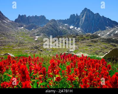 Fleurs sauvages au-dessous de Mt. Harrower, Wind River Range, Wyoming Banque D'Images