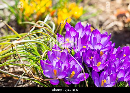 Floraison des primroses. Fleurs printanières de crocodiles violets sur fond d'herbe et de terre. La pollinisation des plantes par les abeilles, le début Banque D'Images