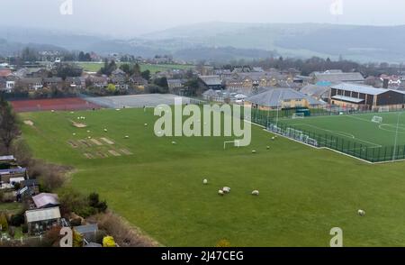 Des moutons s'attardent sur un terrain de football à la Brooksbank School d'Elland, dans le Yorkshire, au Royaume-Uni, le 30 mars 2022 à Elland, Royaume-Uni . Banque D'Images