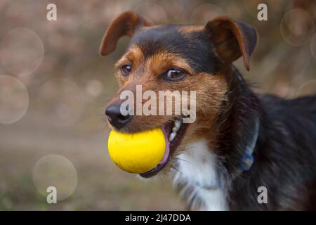 portrait de chien bodeguero noir avec sa boule jaune dans la bouche et un sourire sur son visage regardant l'appareil photo. espace pour la copie. Famil Banque D'Images