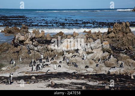 Une colonie de pingouins africains, Spheniscus demersus, officiellement connu sous le nom de Penguin de Jackass, sur la côte sud-africaine. Banque D'Images