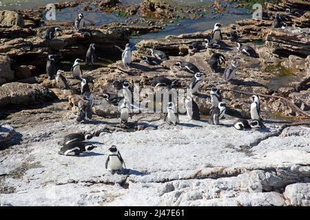 Une colonie de pingouins africains, Spheniscus demersus, officiellement connu sous le nom de Penguin de Jackass, sur la côte sud-africaine. Banque D'Images