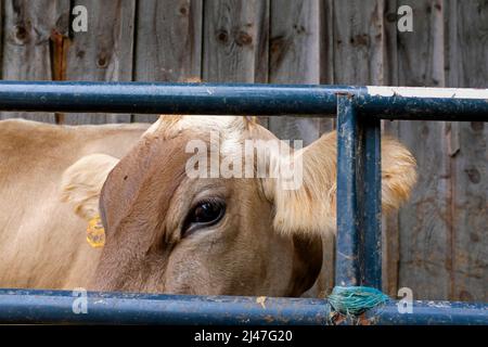 Vache regardant à travers Fence Banque D'Images