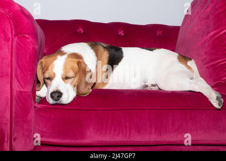 chien beagle couché, dormant sur un canapé rose Banque D'Images