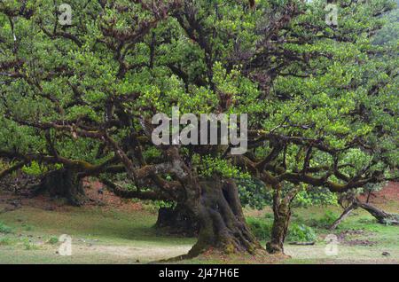 Les arbres de Stinkwood (Til) dans la misty Fanal, une zone de l'ancienne forêt laurisilva dans le haut plateau de Madère Banque D'Images