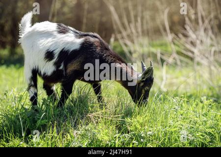 Une chèvre avec un front noir et une extrémité blanche se grise sur un pré vert près de la forêt et mange de l'herbe. Banque D'Images