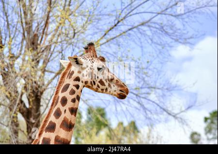 Gros plan de la tête d'une girafe vue du côté avec quelques arbres et un ciel bleu nuageux Banque D'Images