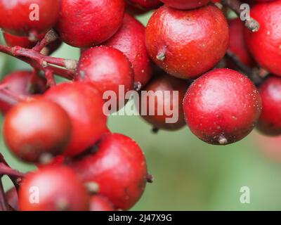 Macro de baies rouges d'hiver Banque D'Images